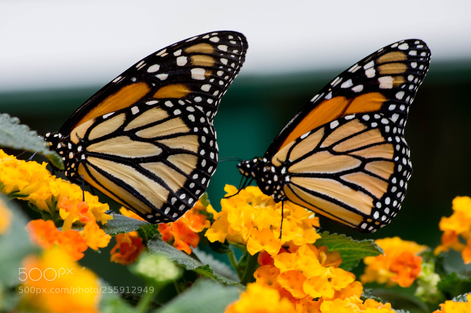 Nikon D7200 sample photo. Papillons photography
