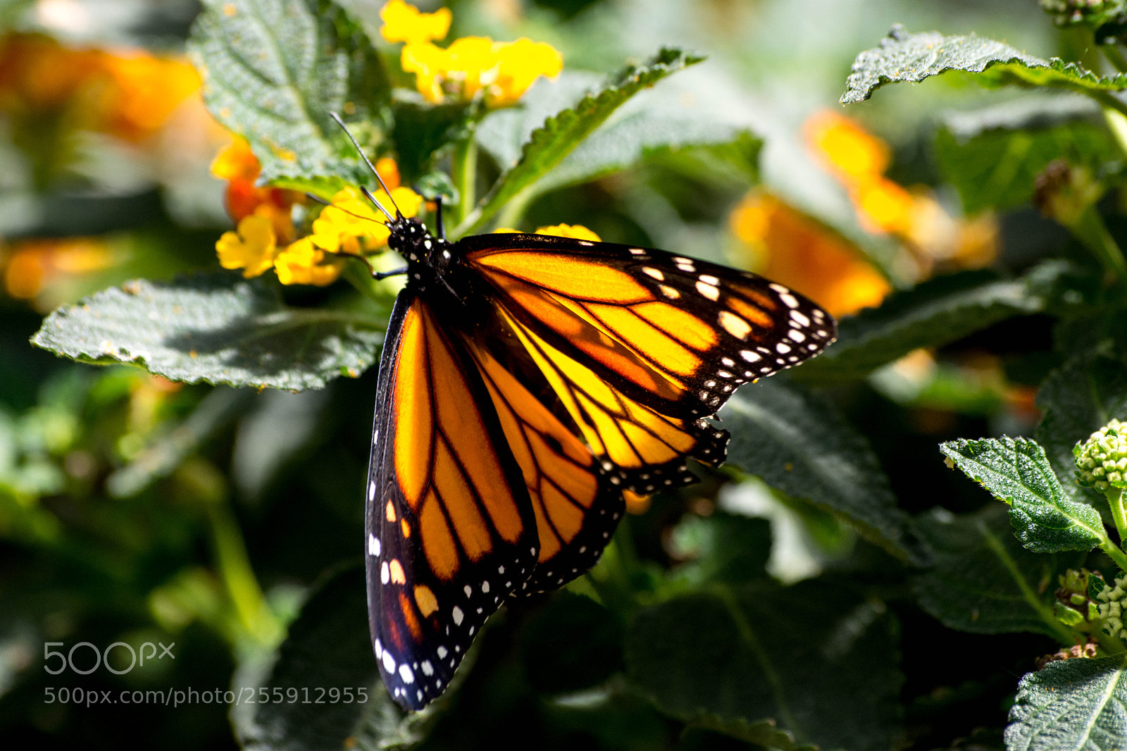 Nikon D7200 sample photo. Papillons photography
