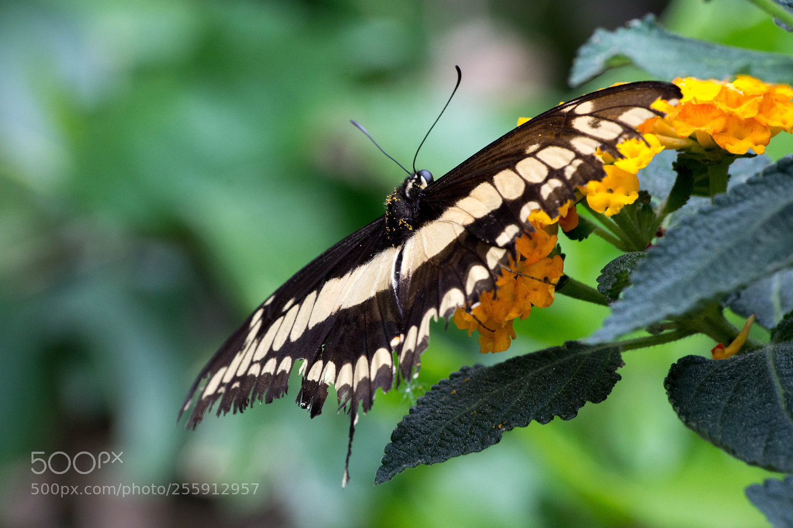 Nikon D7200 sample photo. Papillons photography