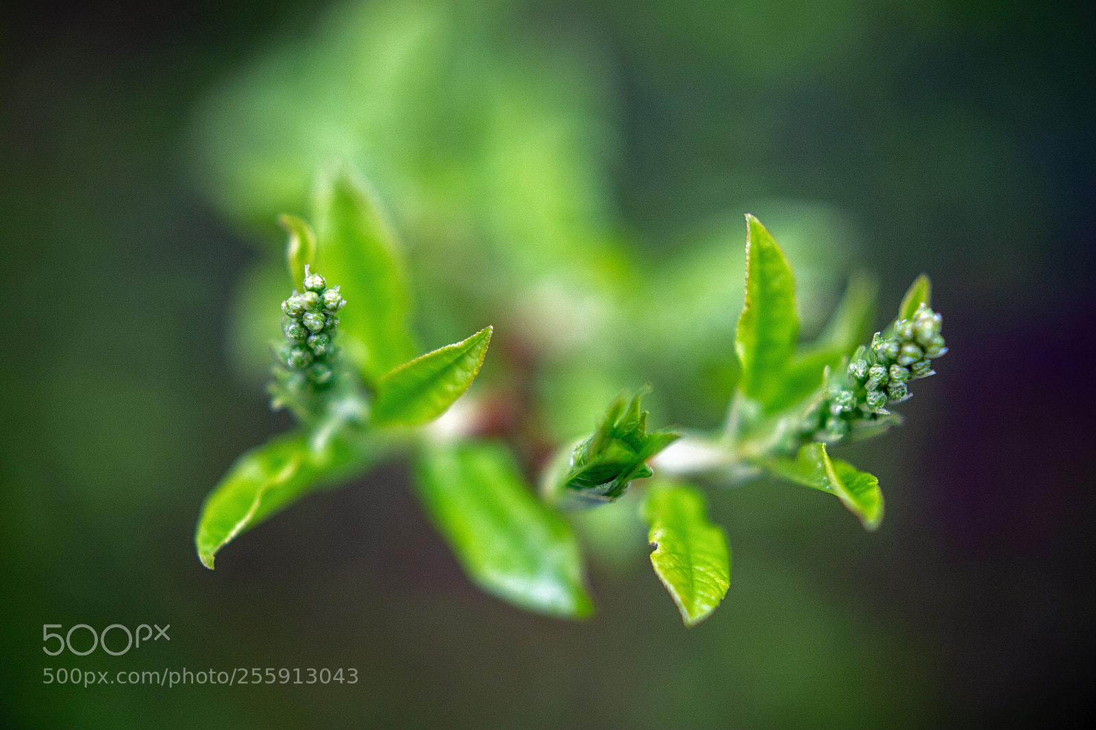 Canon EOS 6D sample photo. Green photography