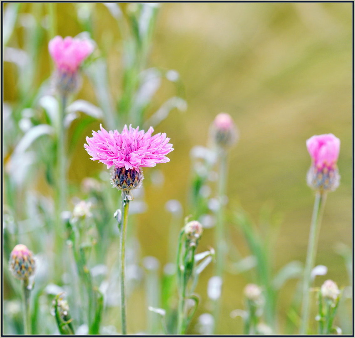 Nikon D850 sample photo. Pink cornflowers photography