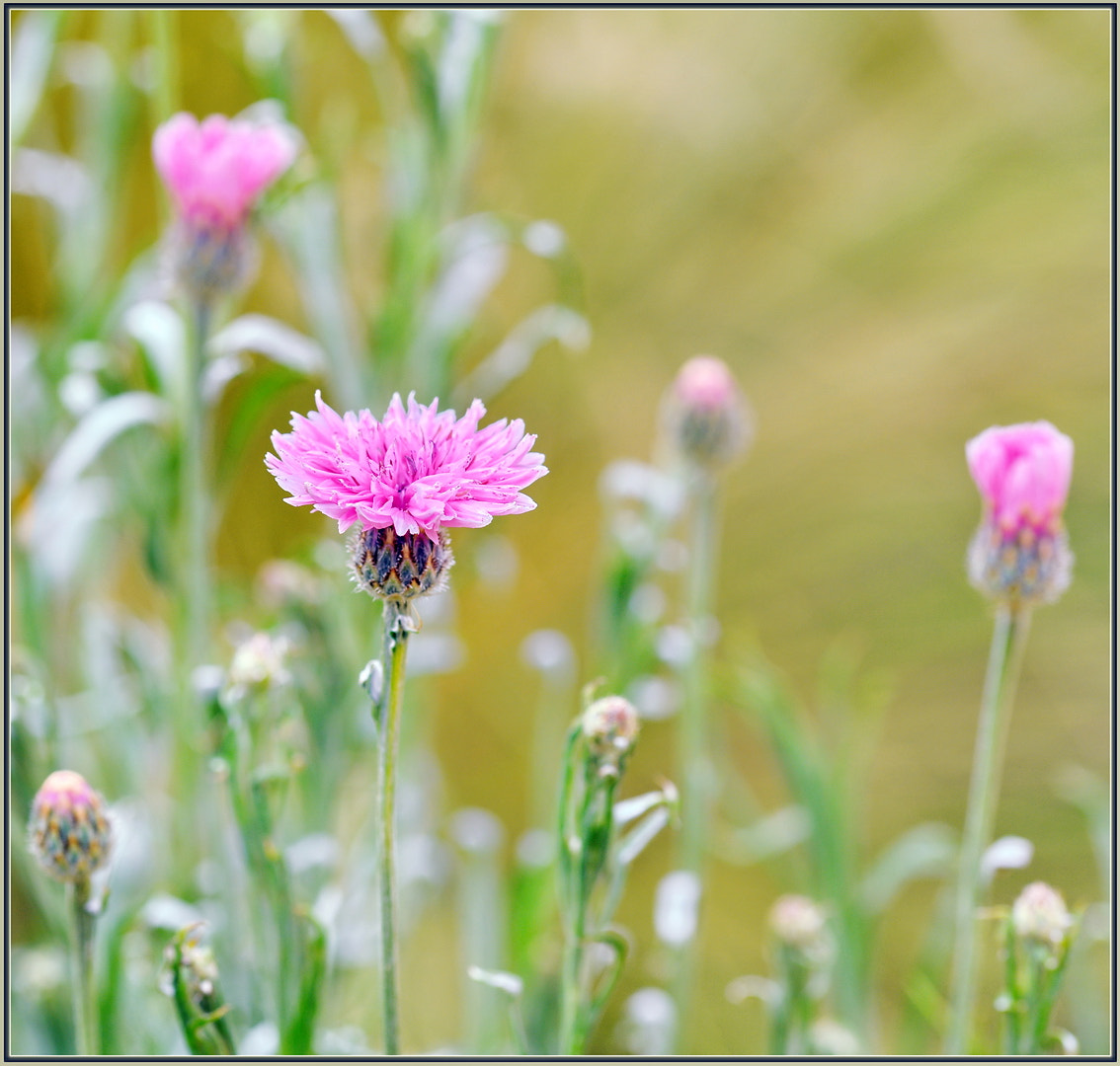 Sigma 105mm F2.8 EX DG OS HSM sample photo. Pink cornflowers photography