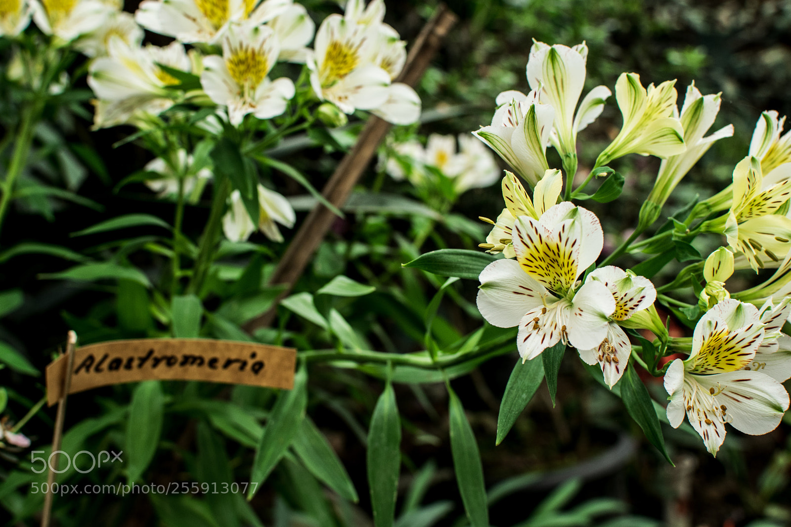 Nikon D5300 sample photo. Pretty! photography