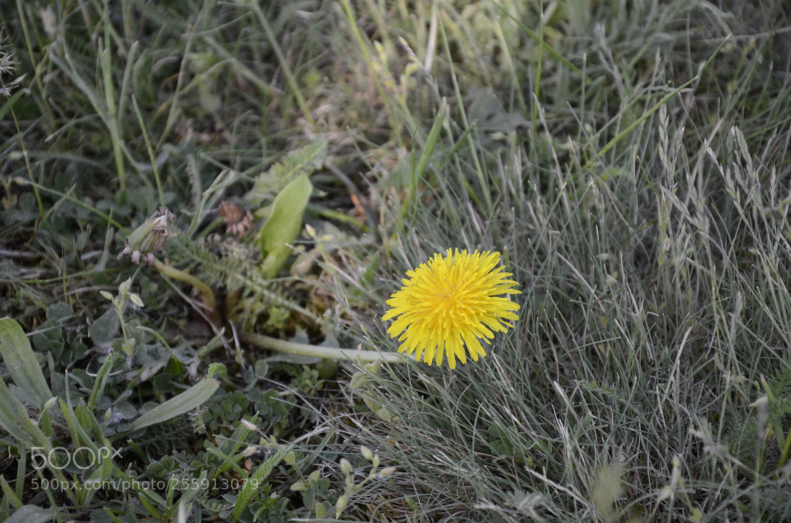 Nikon D7000 sample photo. Yellow dandelion photography