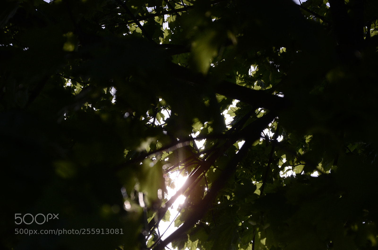 Nikon D7000 sample photo. Sun behind tree photography