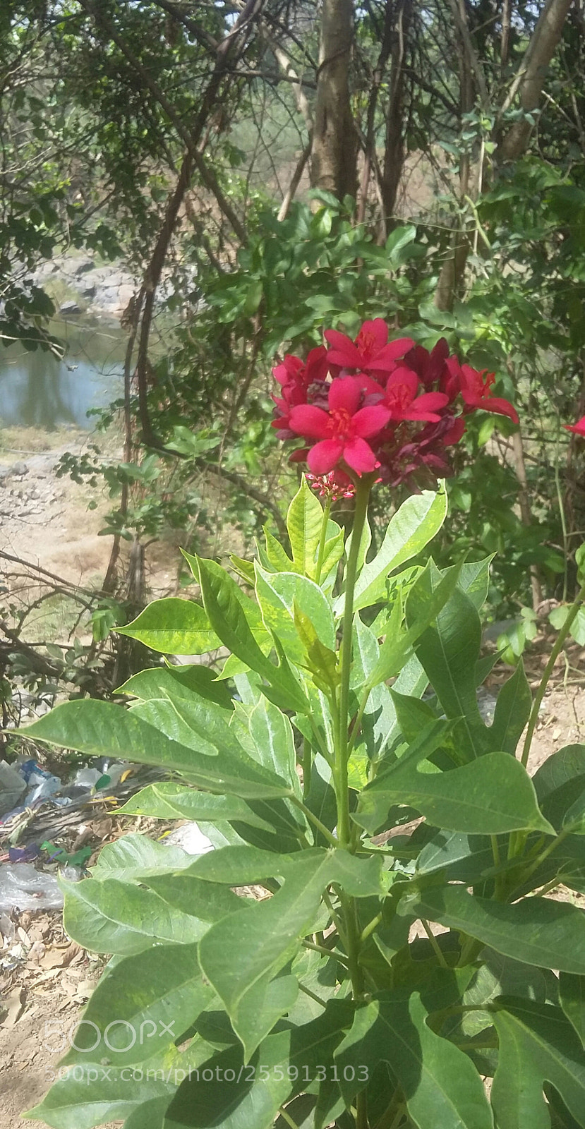 Samsung Galaxy Grand Prime sample photo. Untitled photography