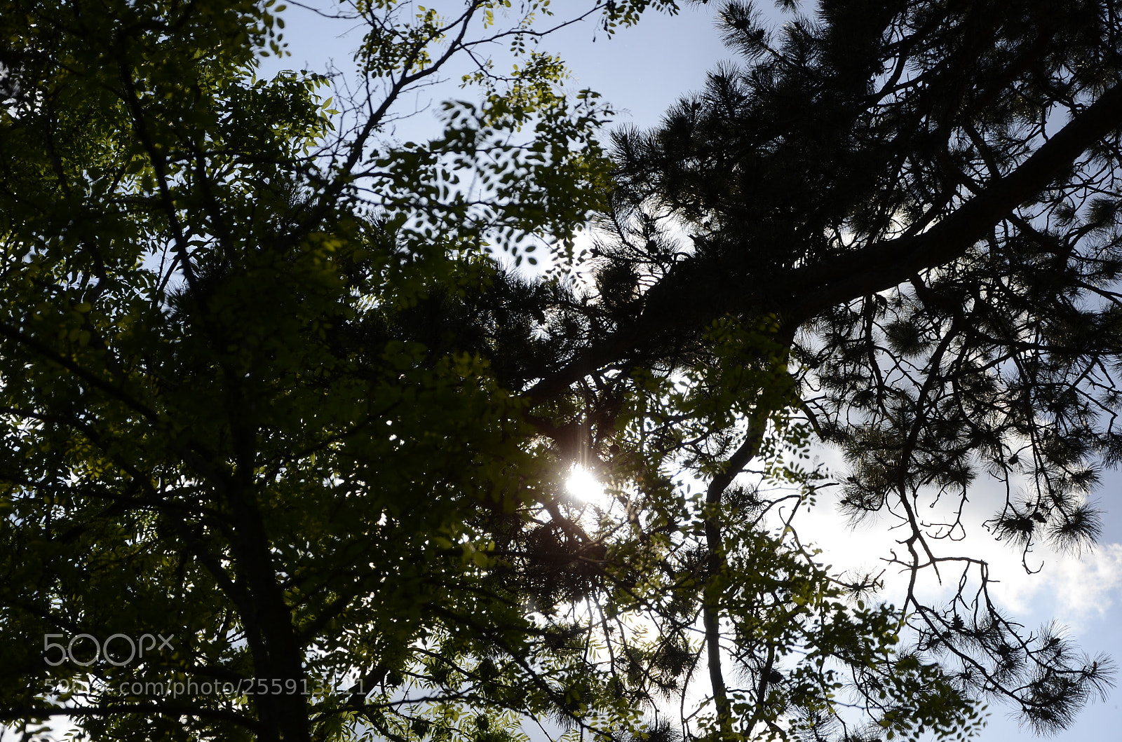 Nikon D7000 sample photo. Sun behind tree photography