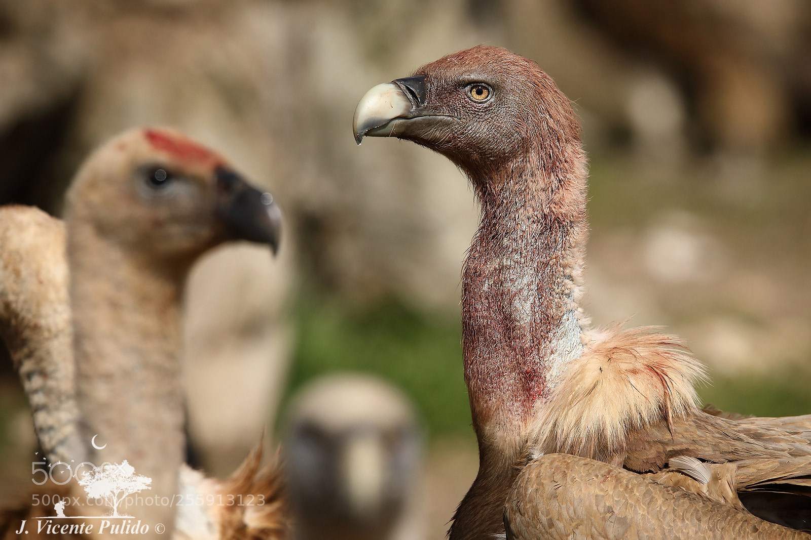 Canon EOS 5D Mark IV sample photo. Griffon vulture (gyps fulvus) photography