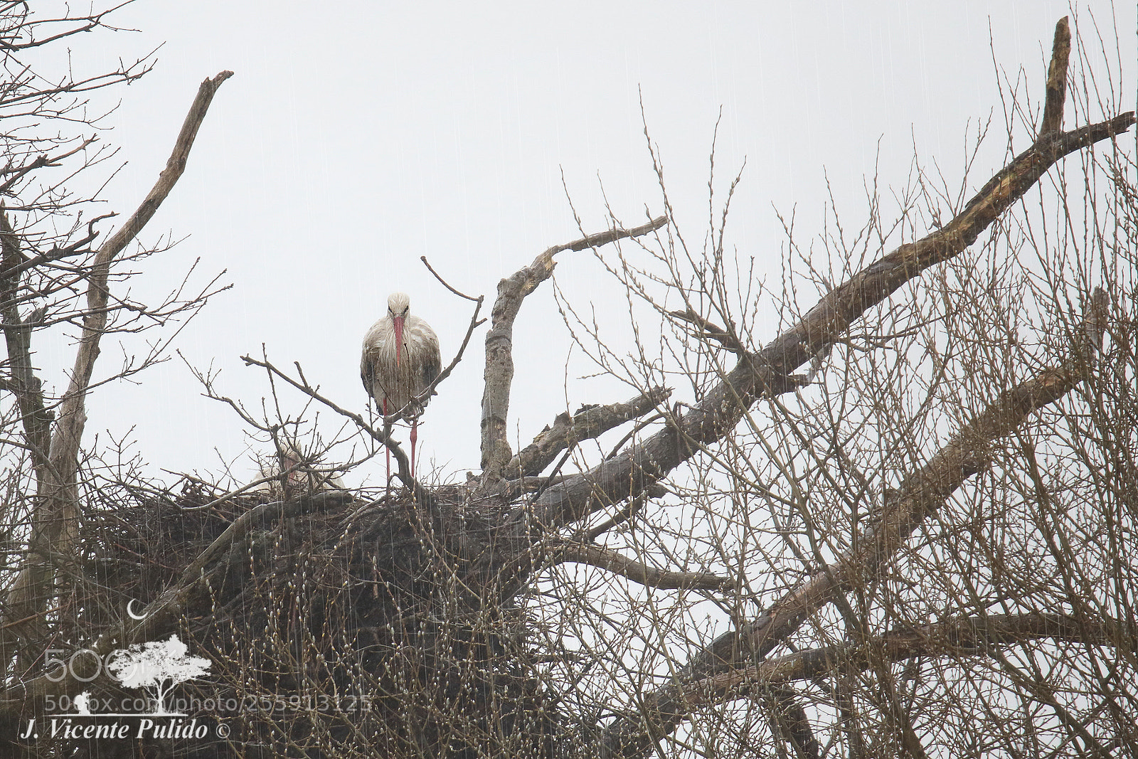 Canon EOS 7D Mark II sample photo. Stork ciconia ciconia under photography