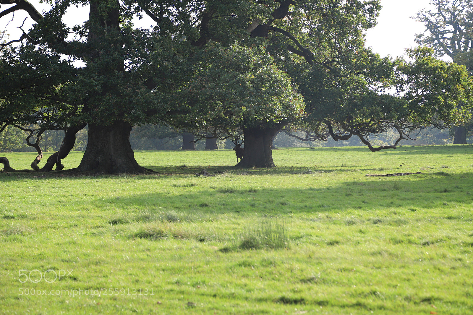 Canon EOS 6D Mark II sample photo. Woburn abbey, bedfordshire, october 2017 photography