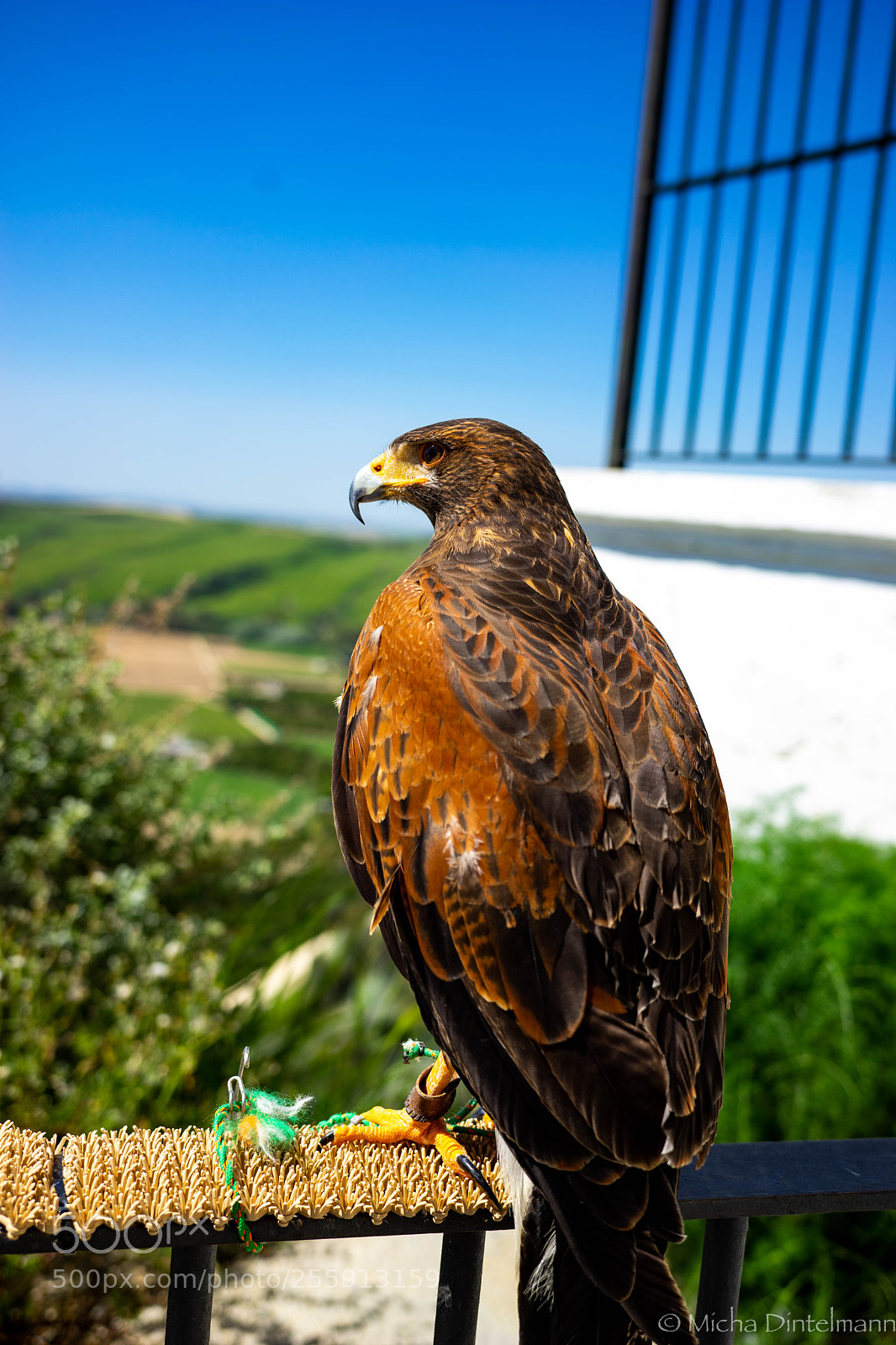 Sony a7 II sample photo. águila real photography