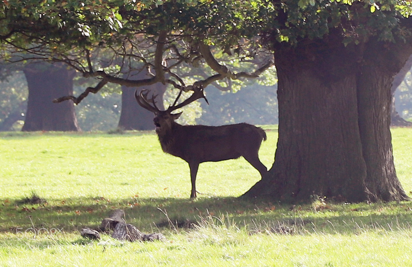Canon EOS 6D Mark II sample photo. Woburn abbey, bedfordshire, october 2017 photography