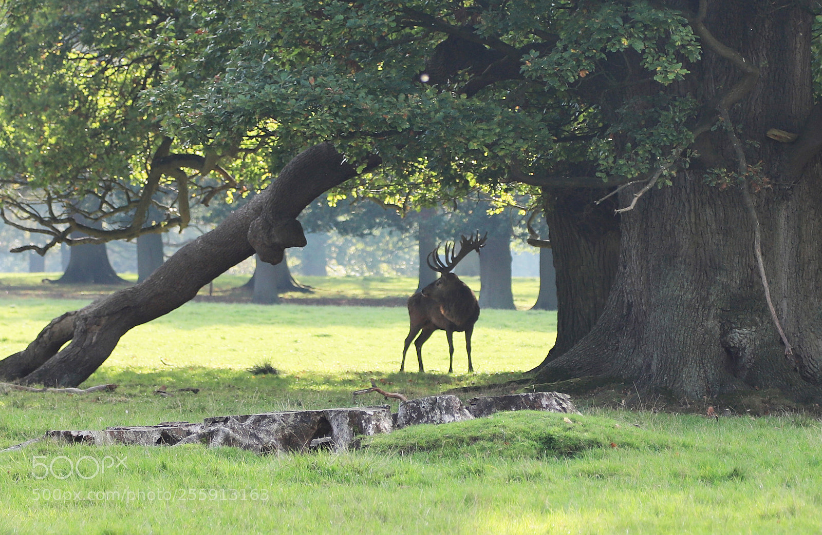 Canon EOS 6D Mark II sample photo. Woburn abbey, bedfordshire, october 2017 photography