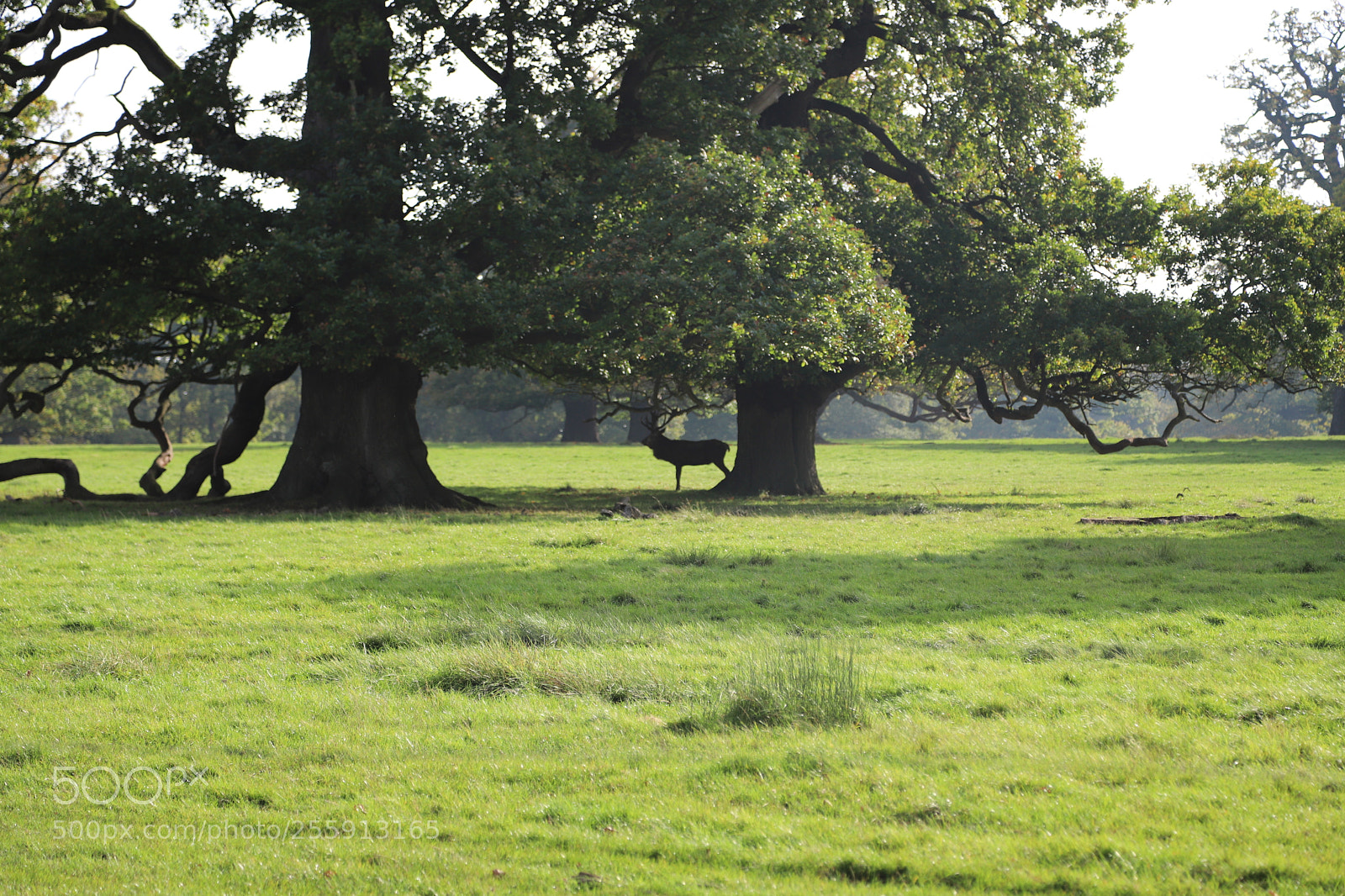 Canon EOS 6D Mark II sample photo. Woburn abbey, bedfordshire, october 2017 photography
