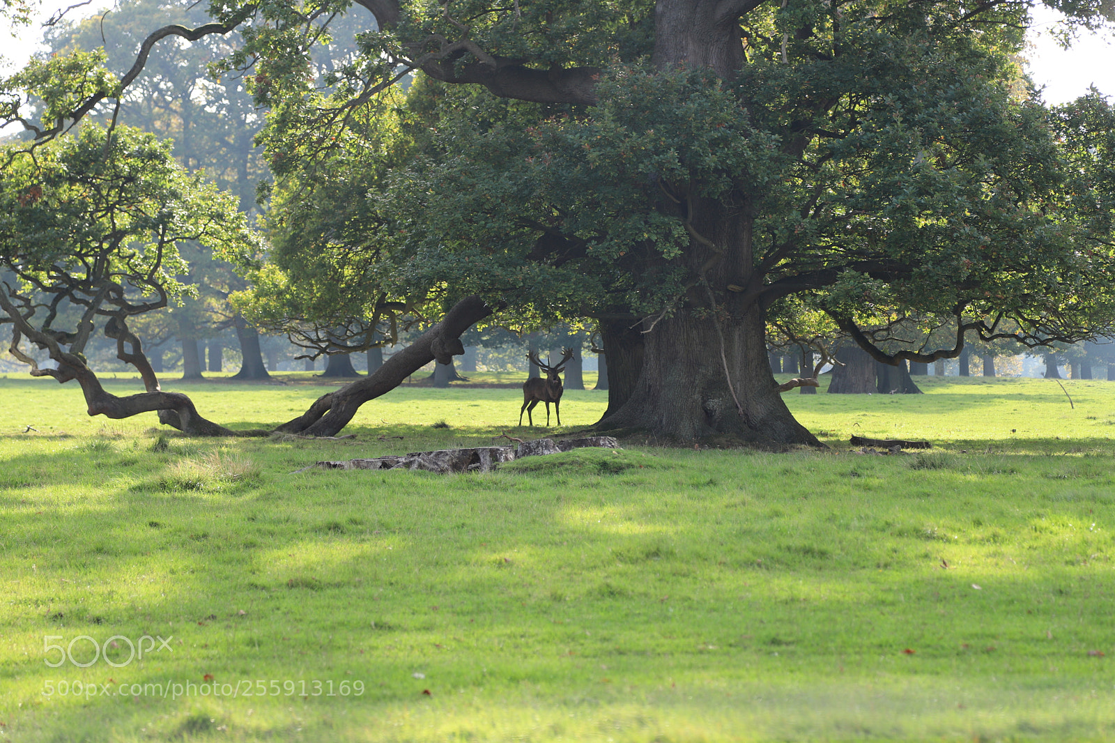 Canon EOS 6D Mark II sample photo. Woburn abbey, bedfordshire, october 2017 photography