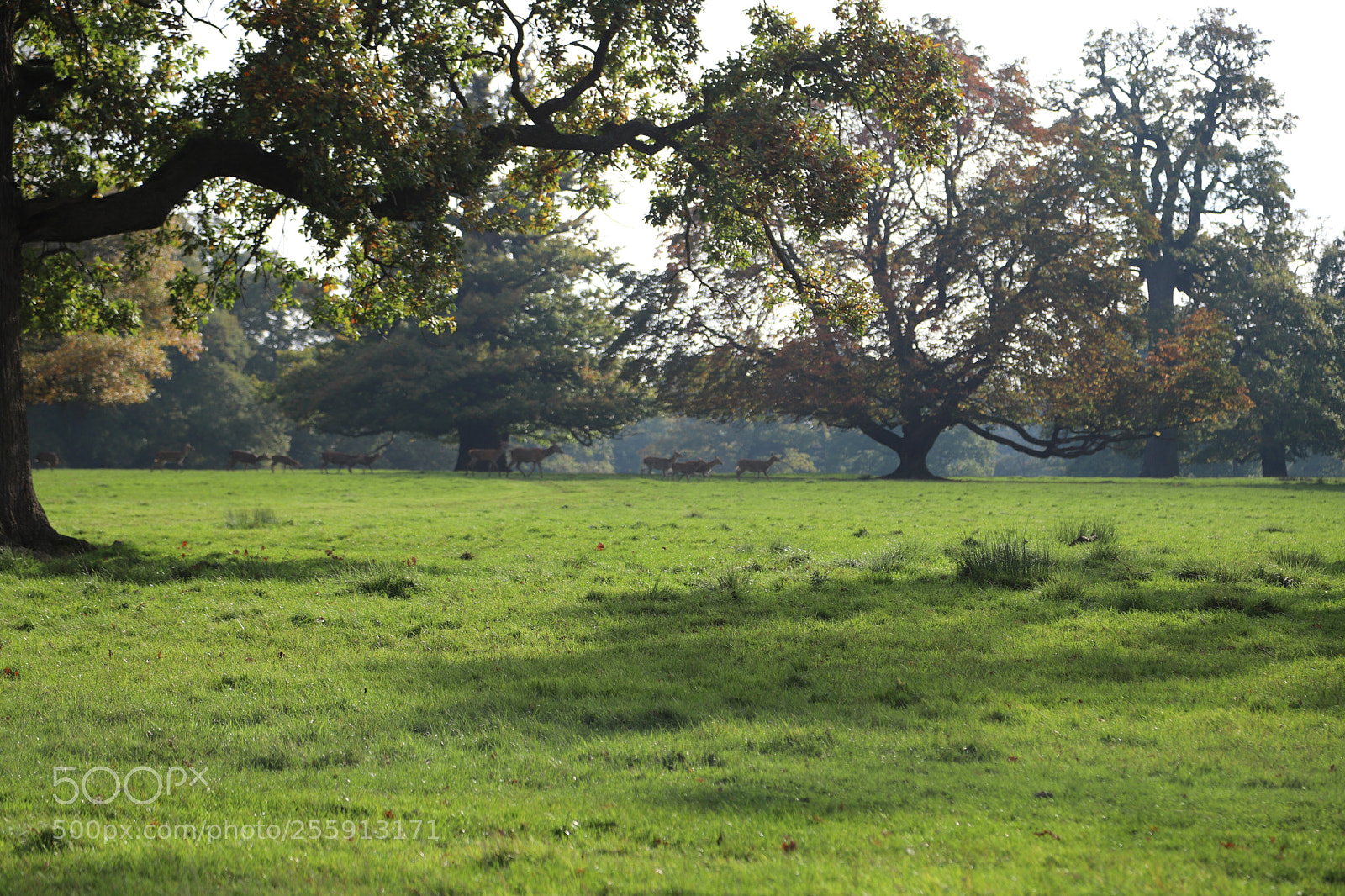 Canon EOS 6D Mark II sample photo. Woburn abbey, bedfordshire, october 2017 photography