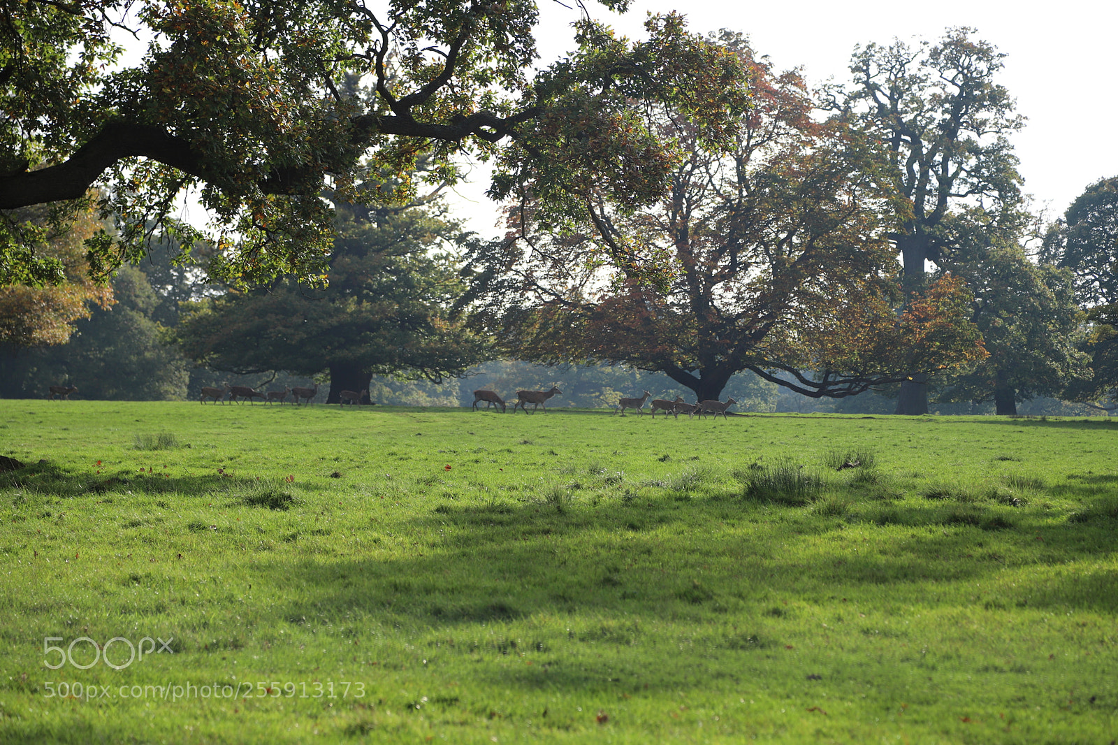 Canon EOS 6D Mark II sample photo. Woburn abbey, bedfordshire, october 2017 photography