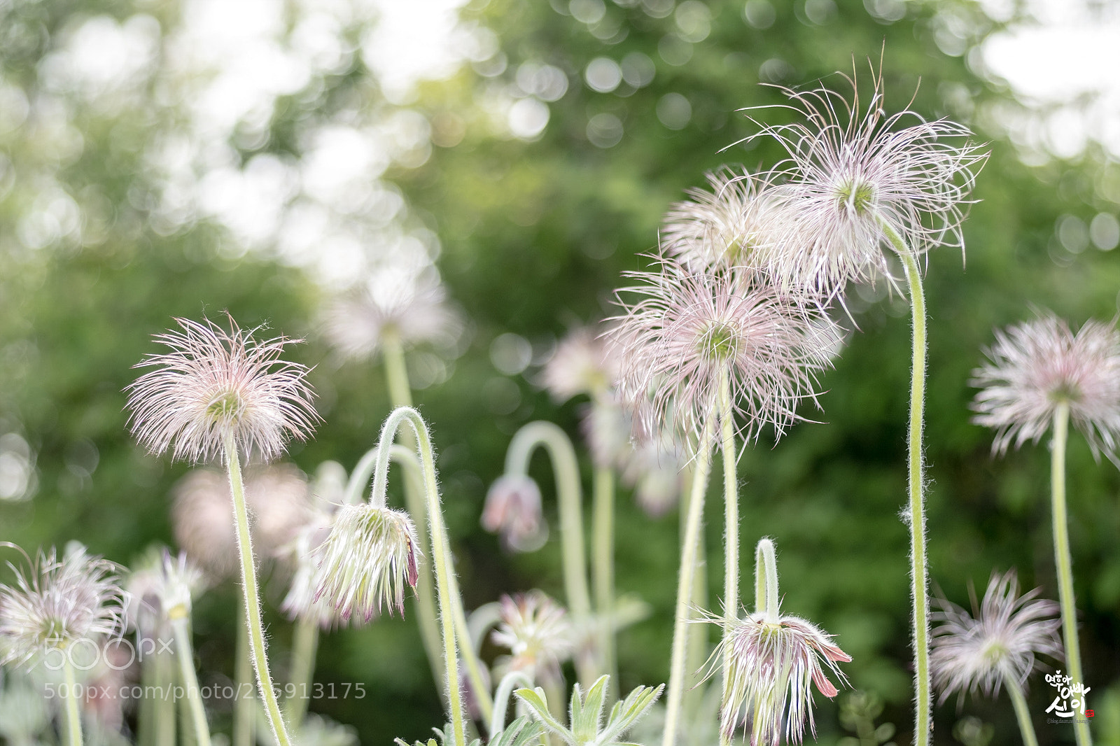 Fujifilm X-T2 sample photo. After the flowers are photography