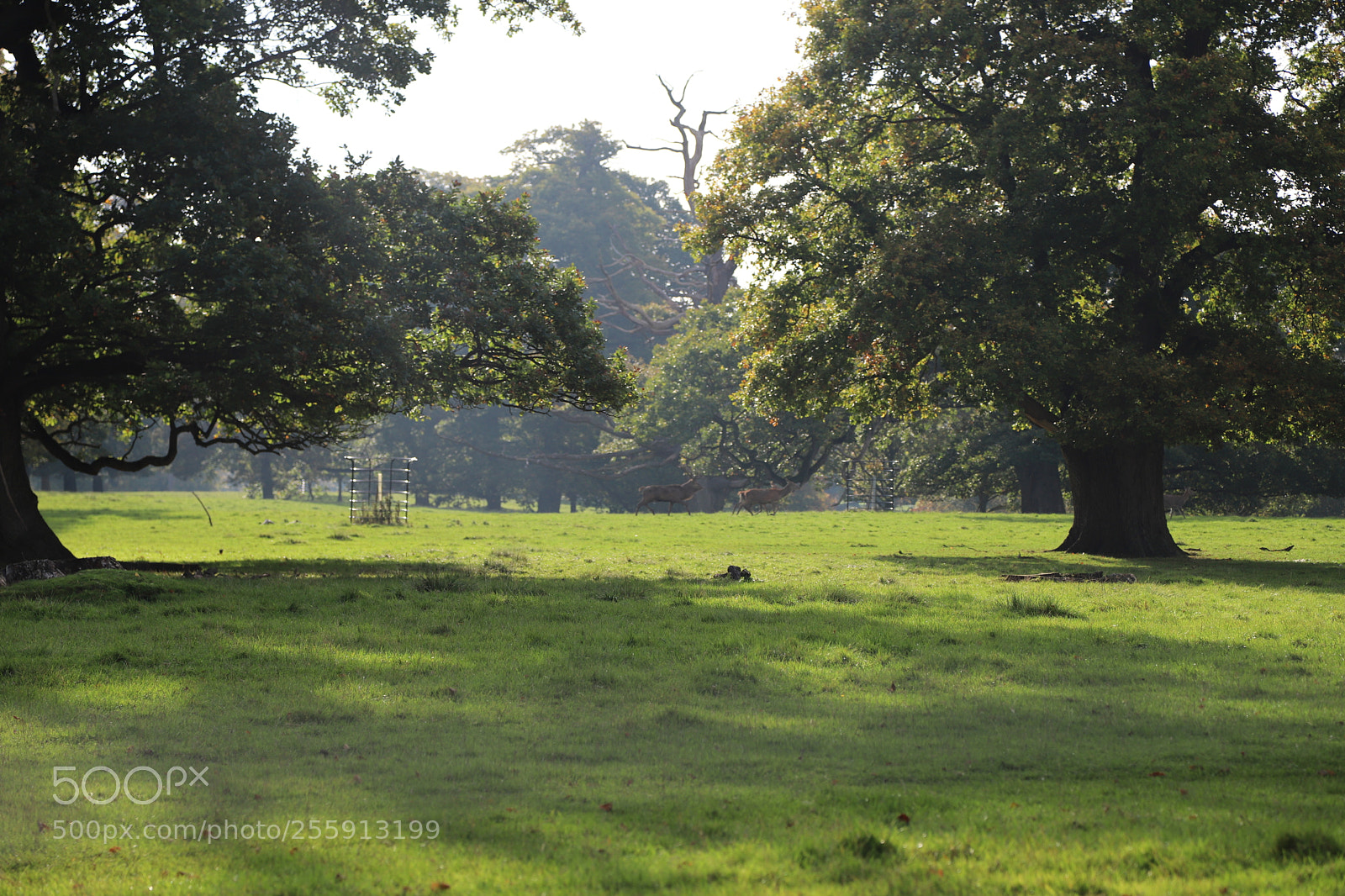 Canon EOS 6D Mark II sample photo. Woburn abbey, bedfordshire, october 2017 photography