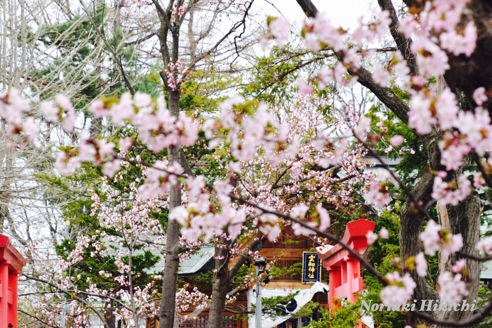 Nikon D5300 sample photo. Untitled photography