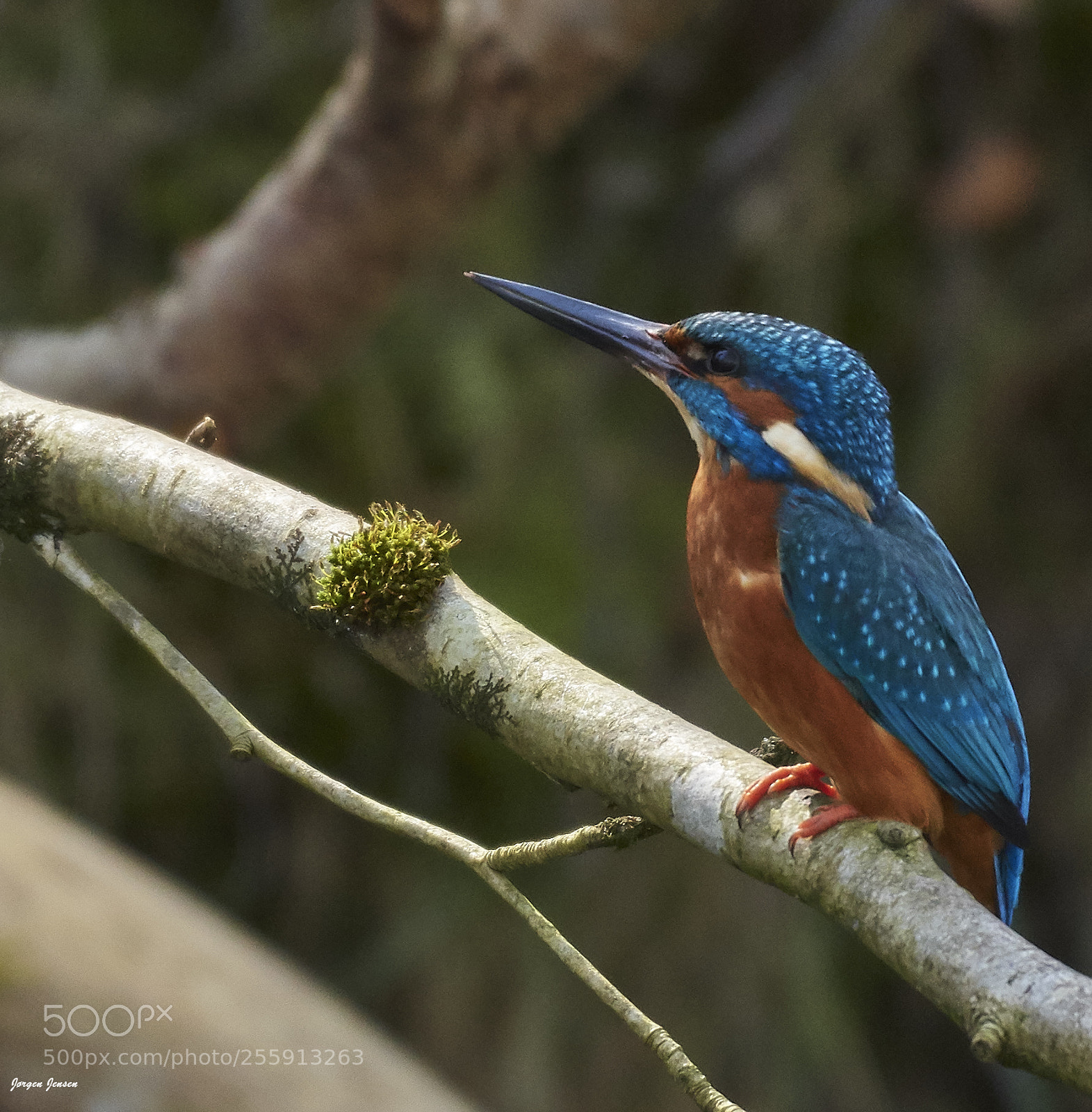 Nikon D500 sample photo. Kingfisher photography