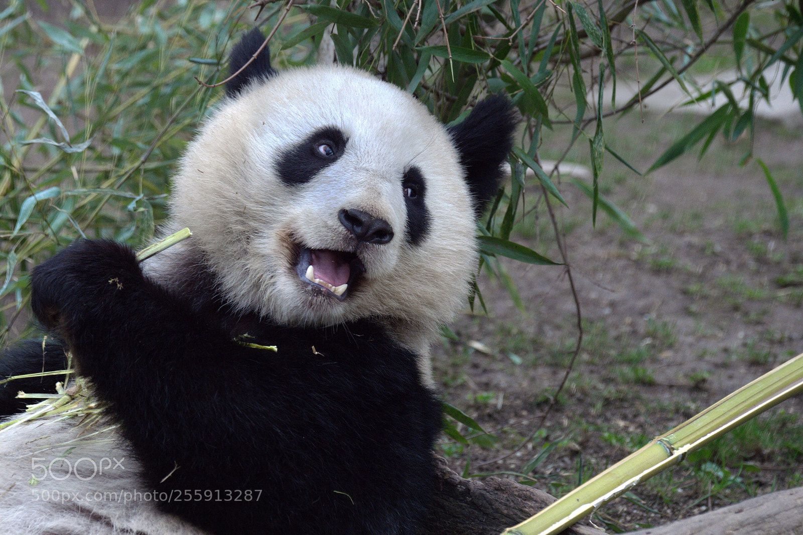Nikon D4S sample photo. Fu ban photography
