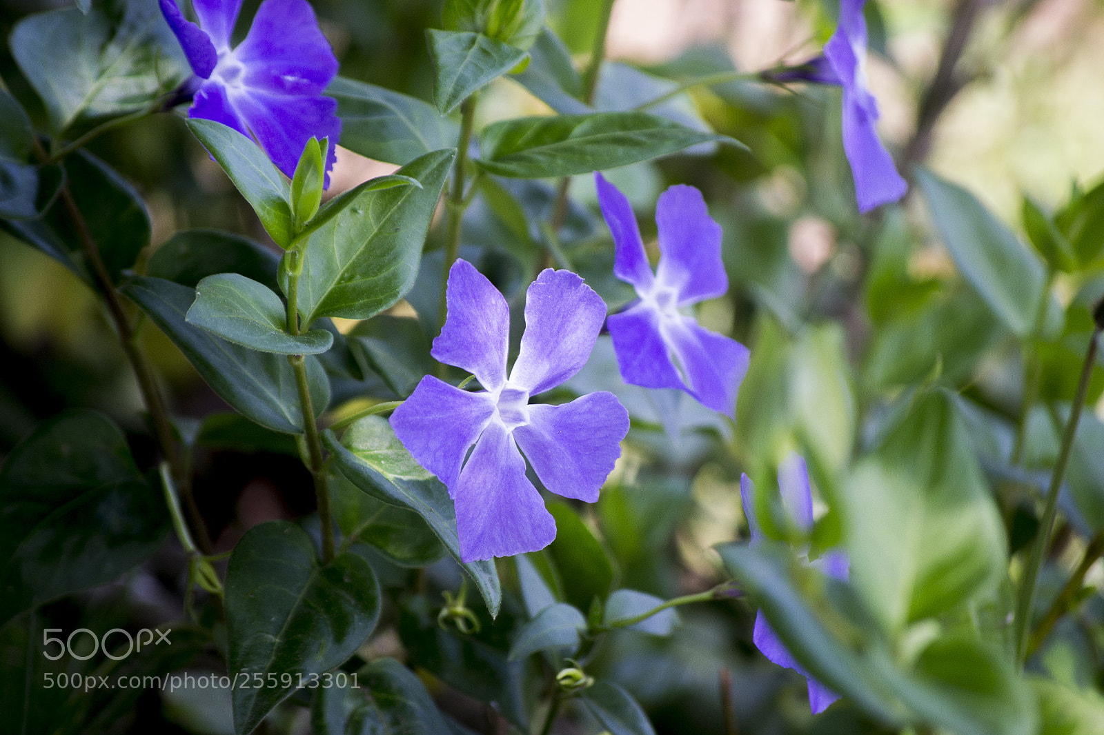 Nikon D3100 sample photo. Violet photography