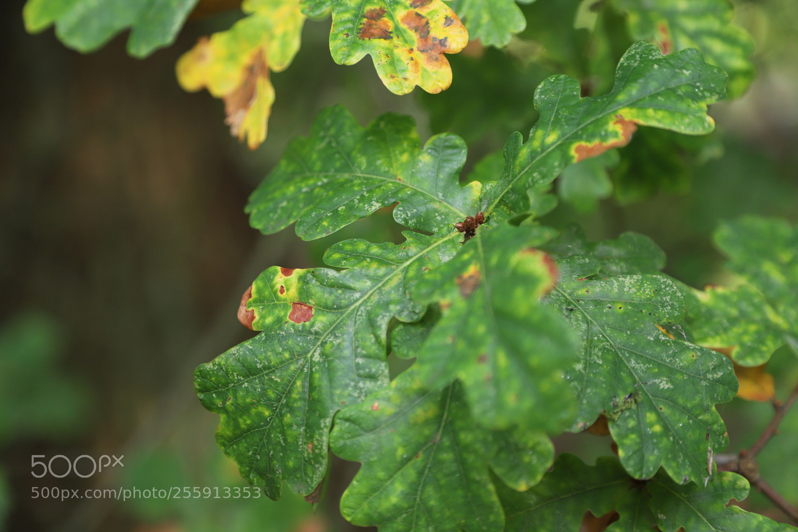 Canon EOS 6D Mark II sample photo. Woburn abbey, bedfordshire, october 2017 photography