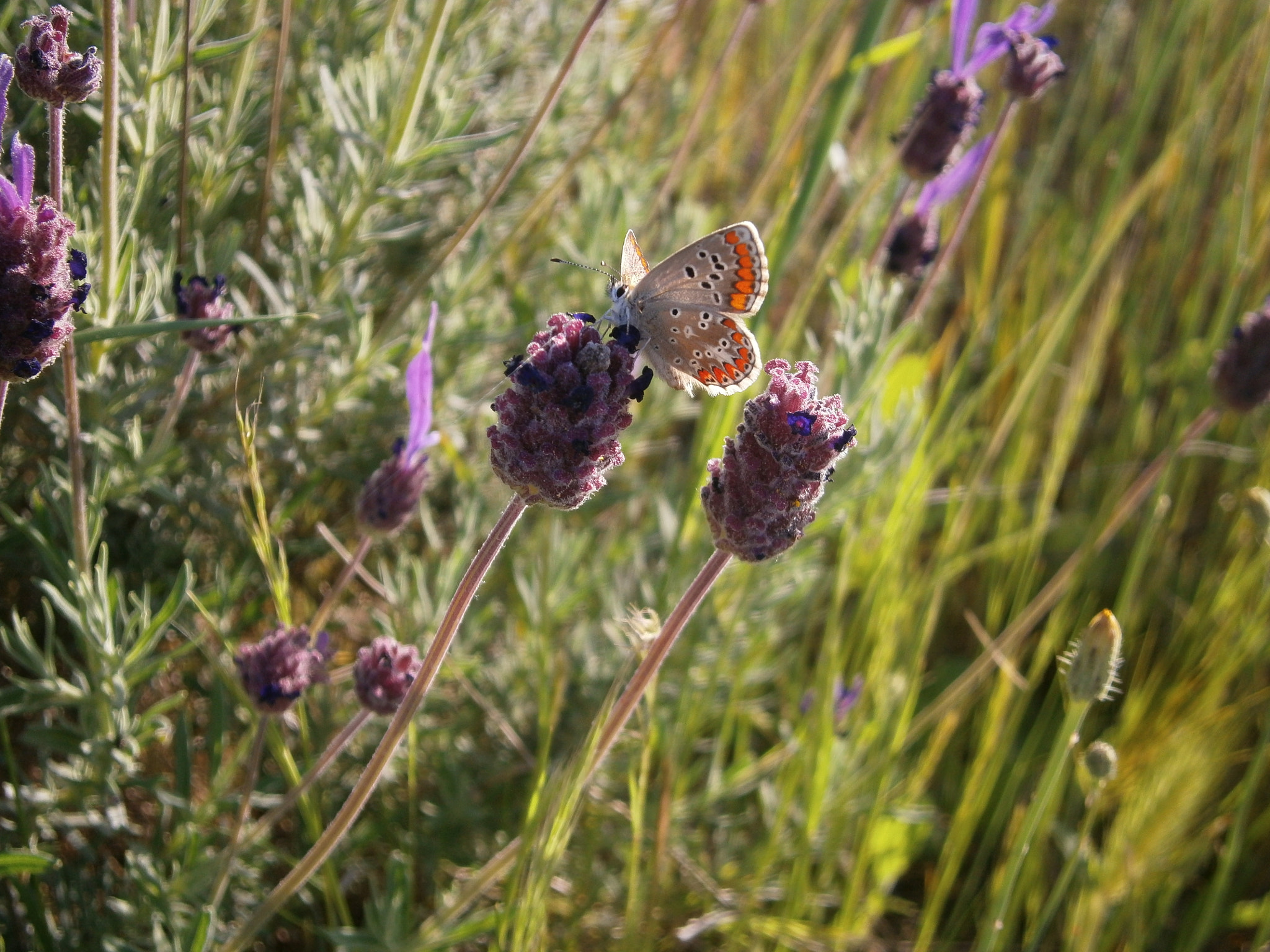 Olympus VG120,D705 sample photo. Butterfly photography