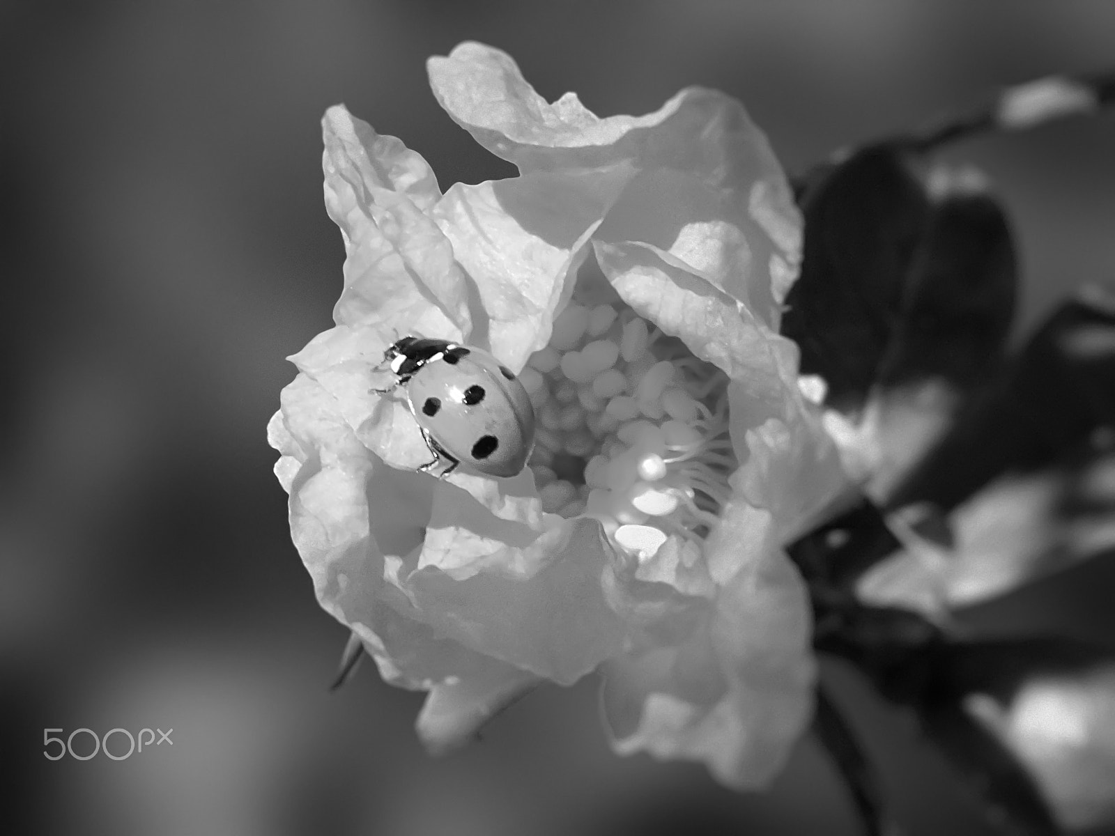 FujiFilm FinePix HS20 EXR (FinePix HS22 EXR) sample photo. Coccinella photography