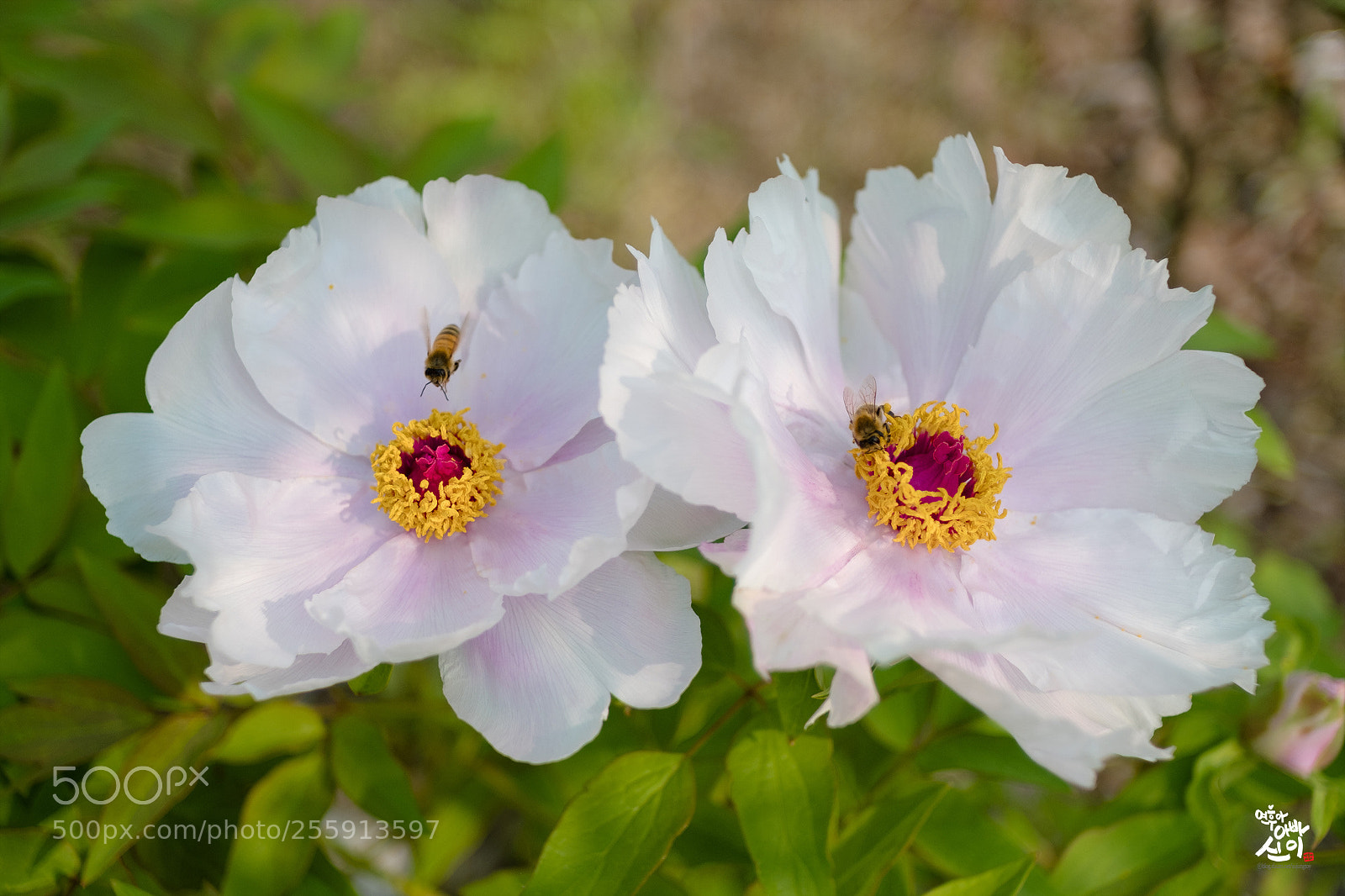 Fujifilm X-T2 sample photo. Paeonia photography