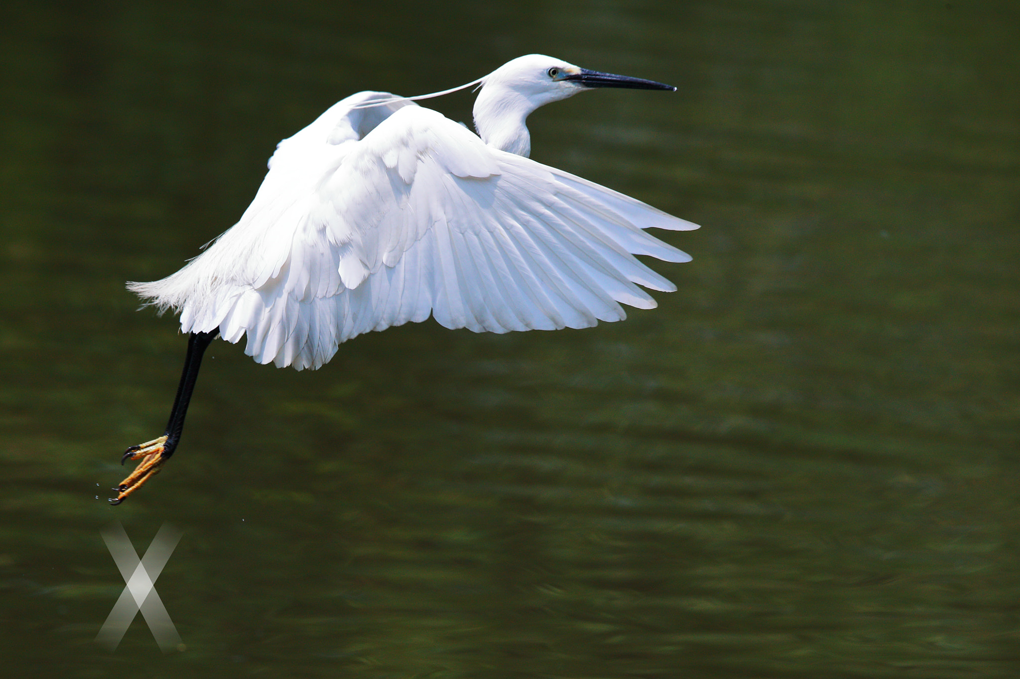 Canon EOS-1D X Mark II sample photo. Egret photography