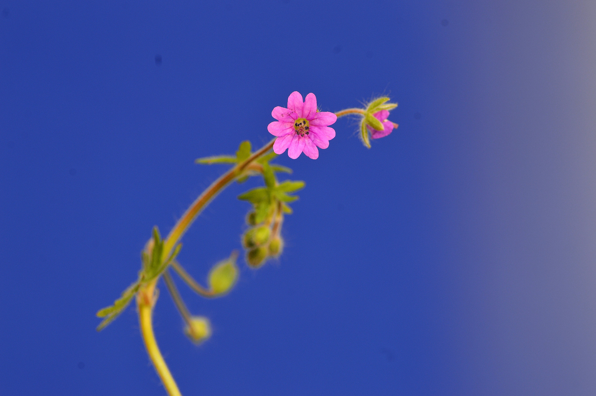 Nikon D3200 sample photo. Wildflowers photography