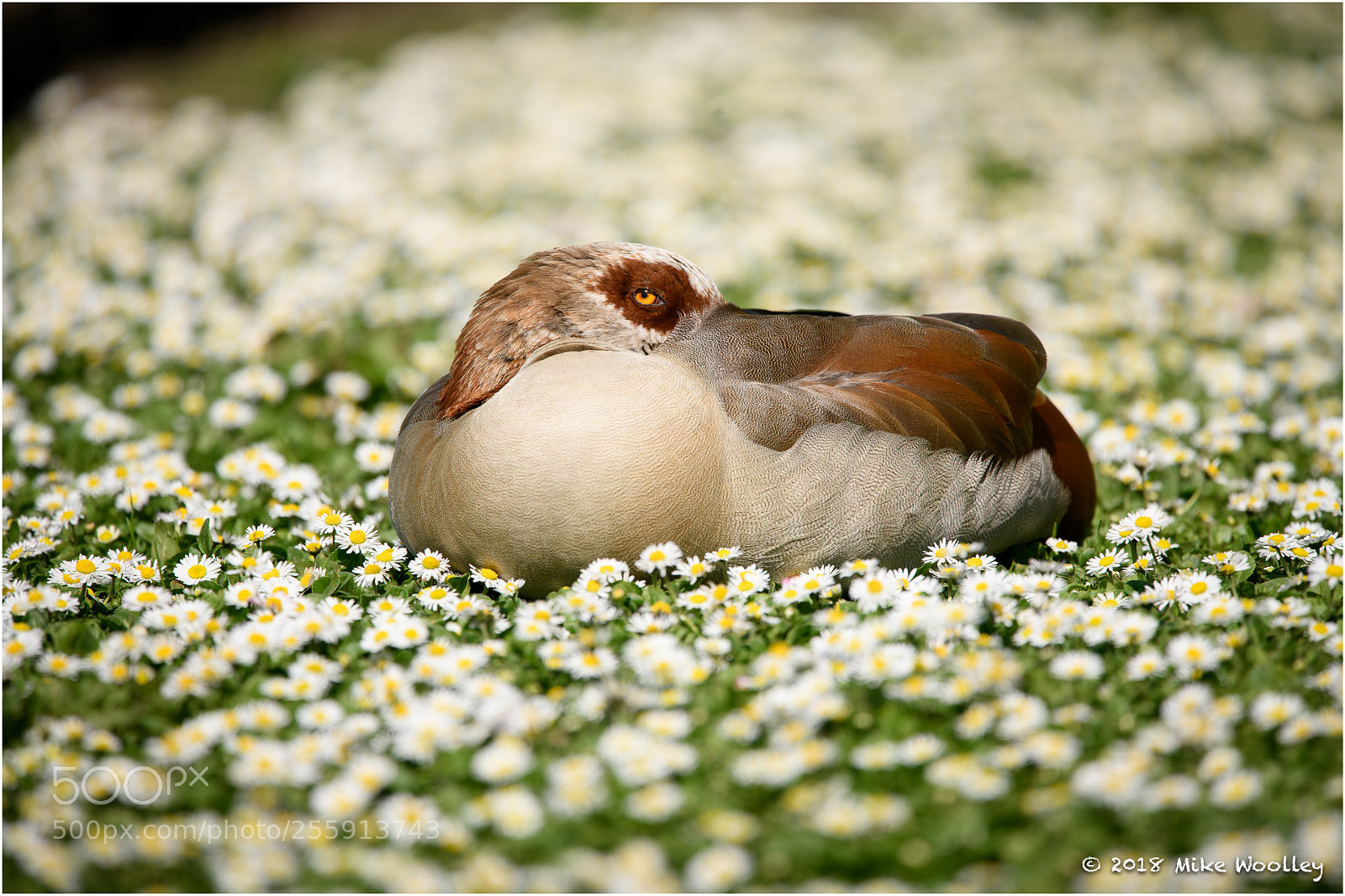 Nikon D850 sample photo. Egyptian goose on a photography