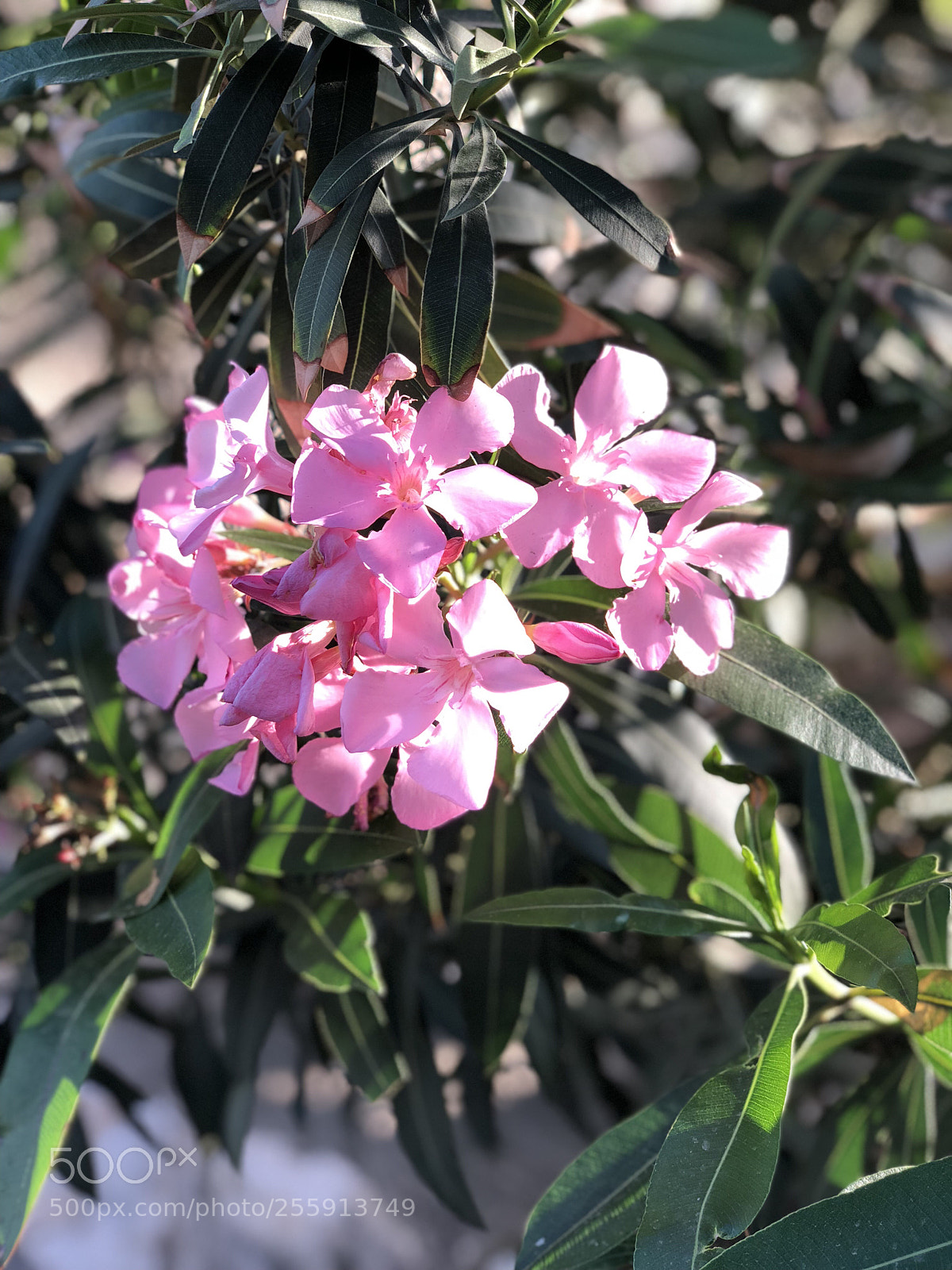 Apple iPhone X sample photo. Spring flower photography