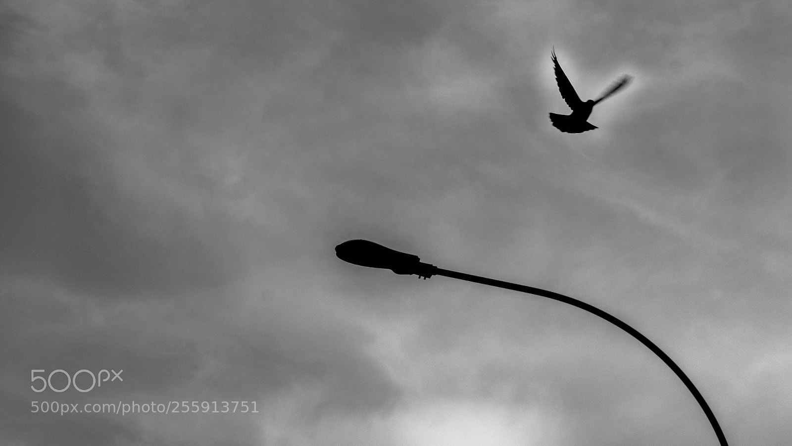Sony Alpha NEX-7 sample photo. Flight photography