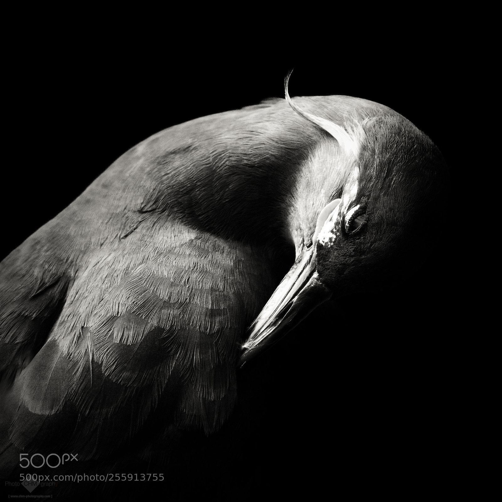 Nikon D7100 sample photo. Inca tern photography