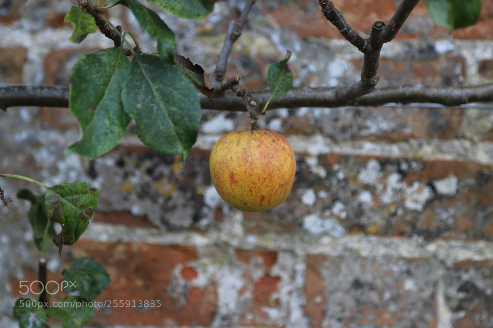 Canon EOS 6D Mark II sample photo. Woburn abbey, bedfordshire, october 2017 photography