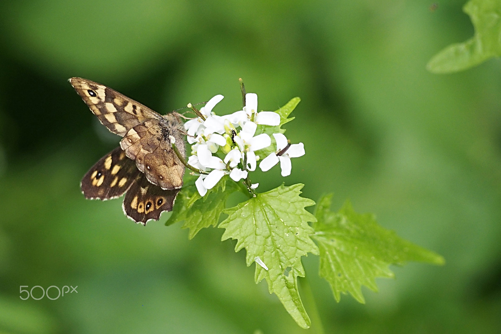Olympus PEN E-PL6 sample photo. Butterfly photography