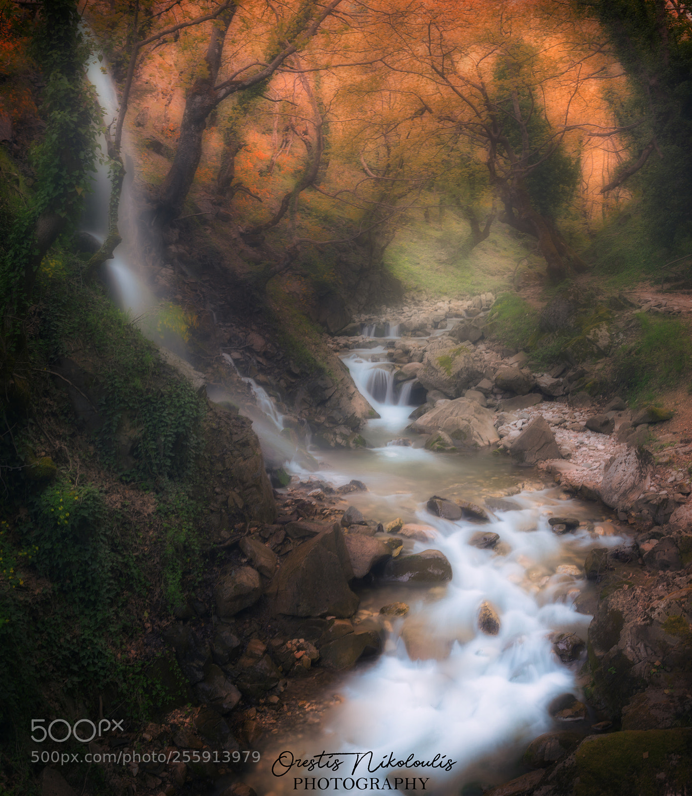Nikon D5200 sample photo. Misty forest photography