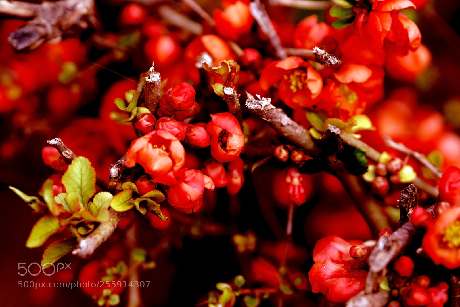 Sony a6300 sample photo. Flowers in red photography