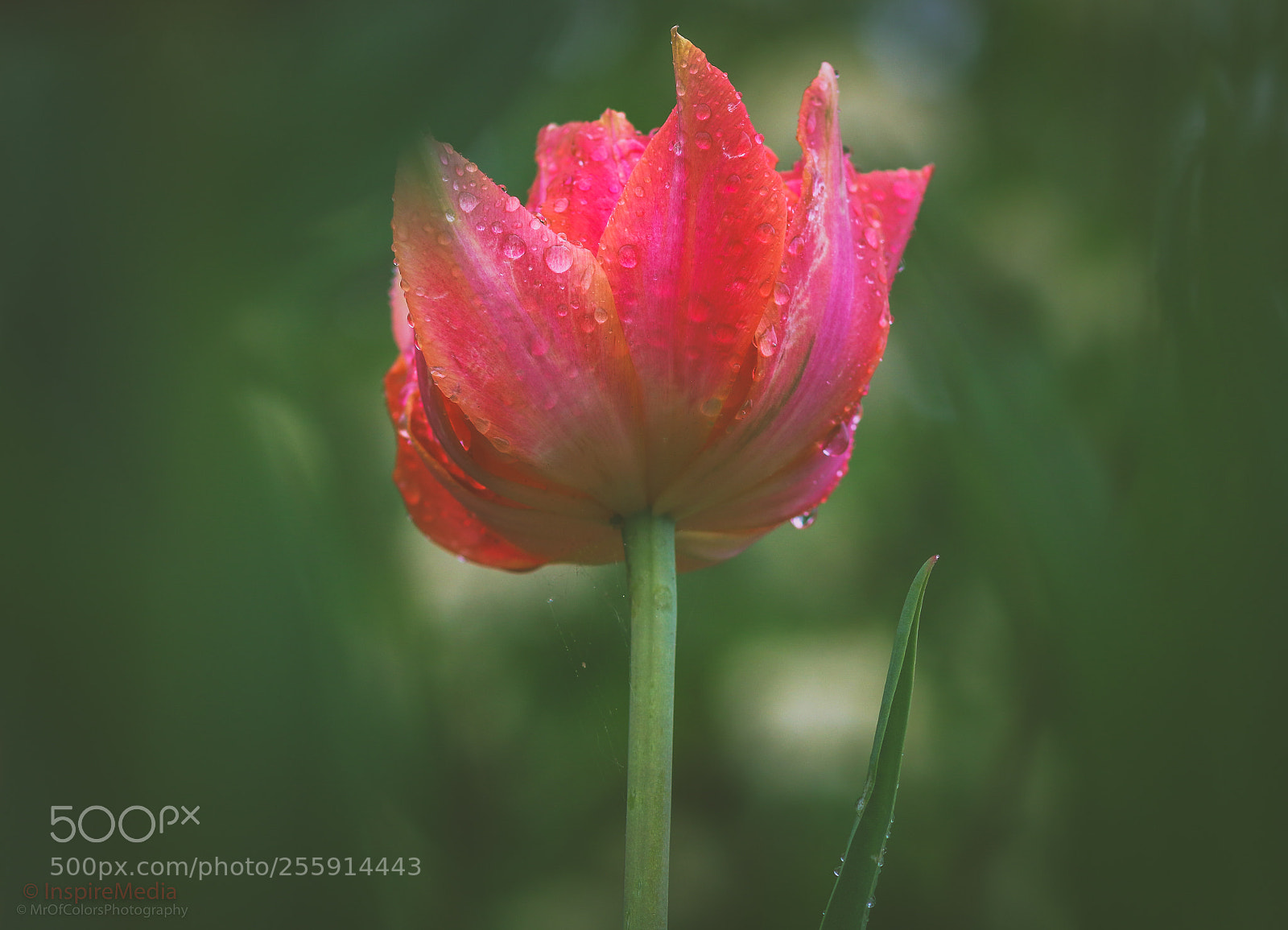 Canon EOS 80D sample photo. Between the grass by photography