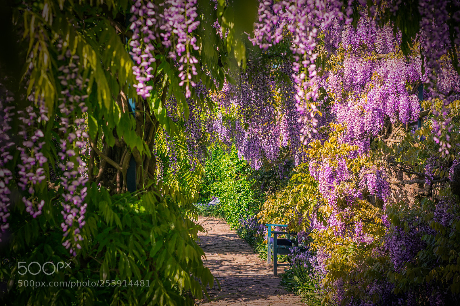 Sony a6000 sample photo. Wisteria flowers photography