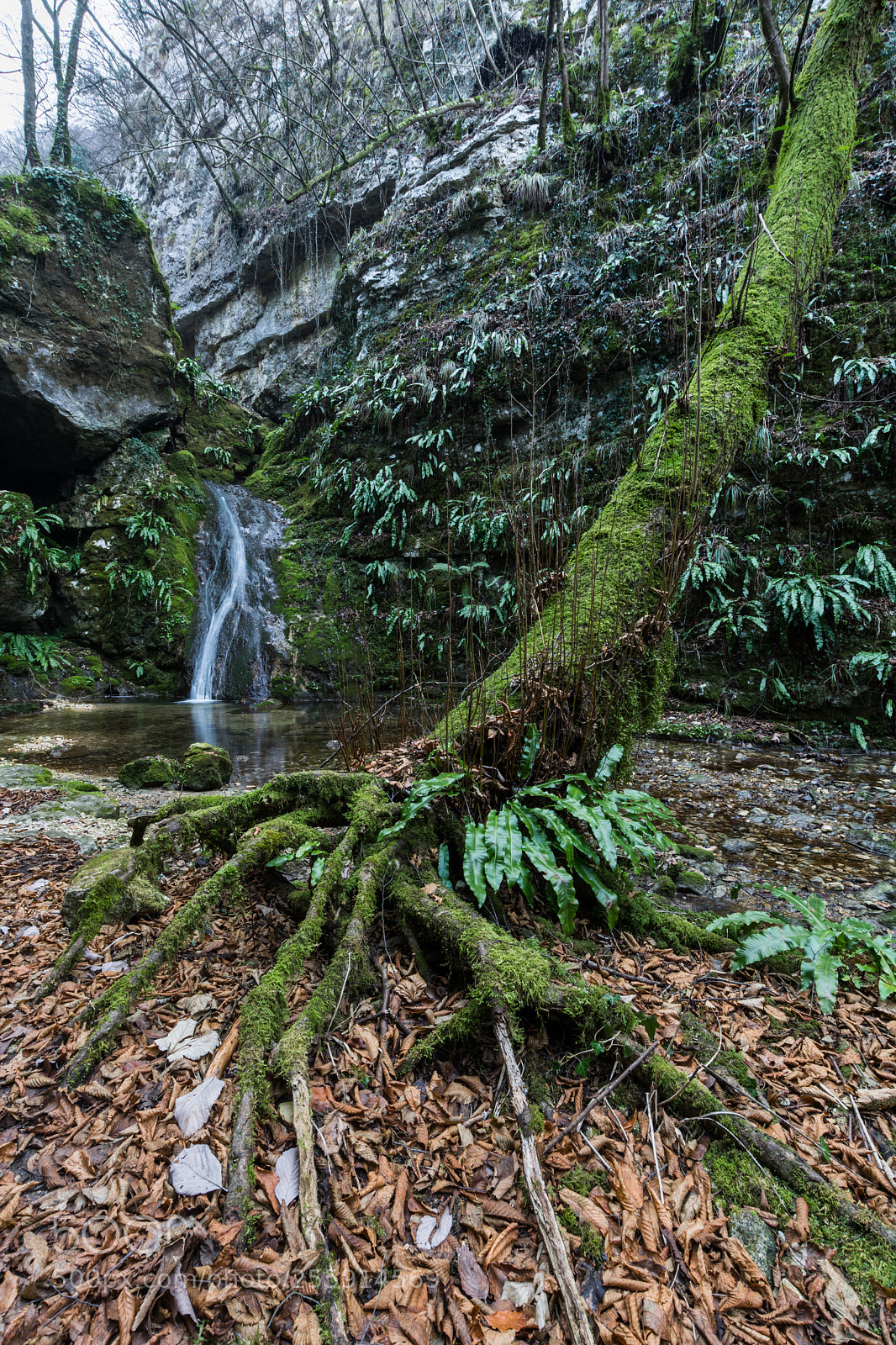 Nikon D7100 sample photo. Roots photography