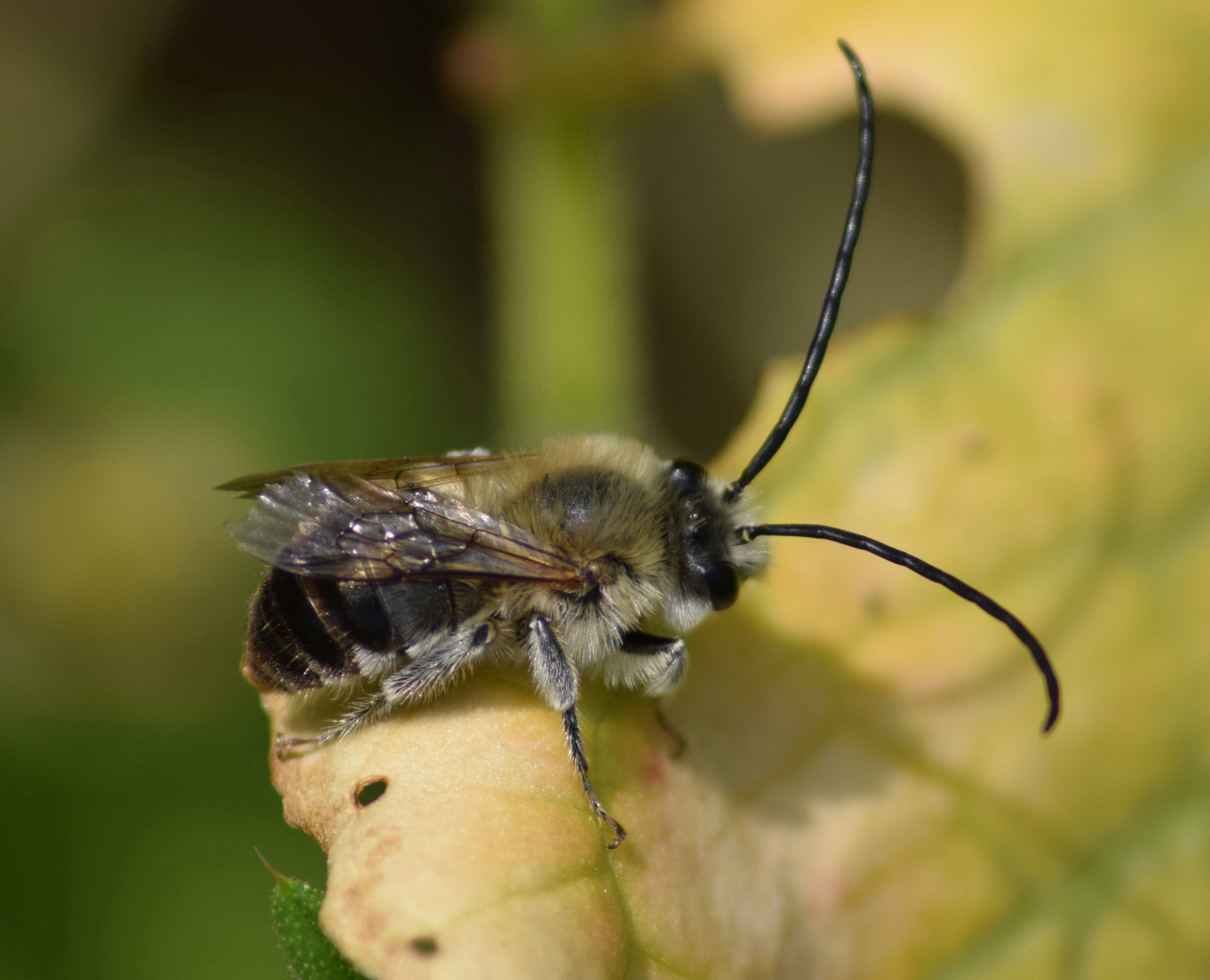 Nikon D3300 + Sigma 70-300mm F4-5.6 APO DG Macro sample photo. Basking bee photography