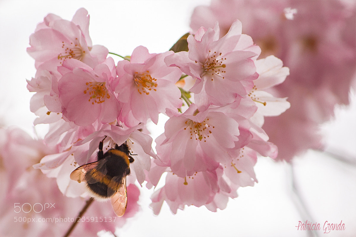 Canon EOS 50D sample photo. Bee in pink photography