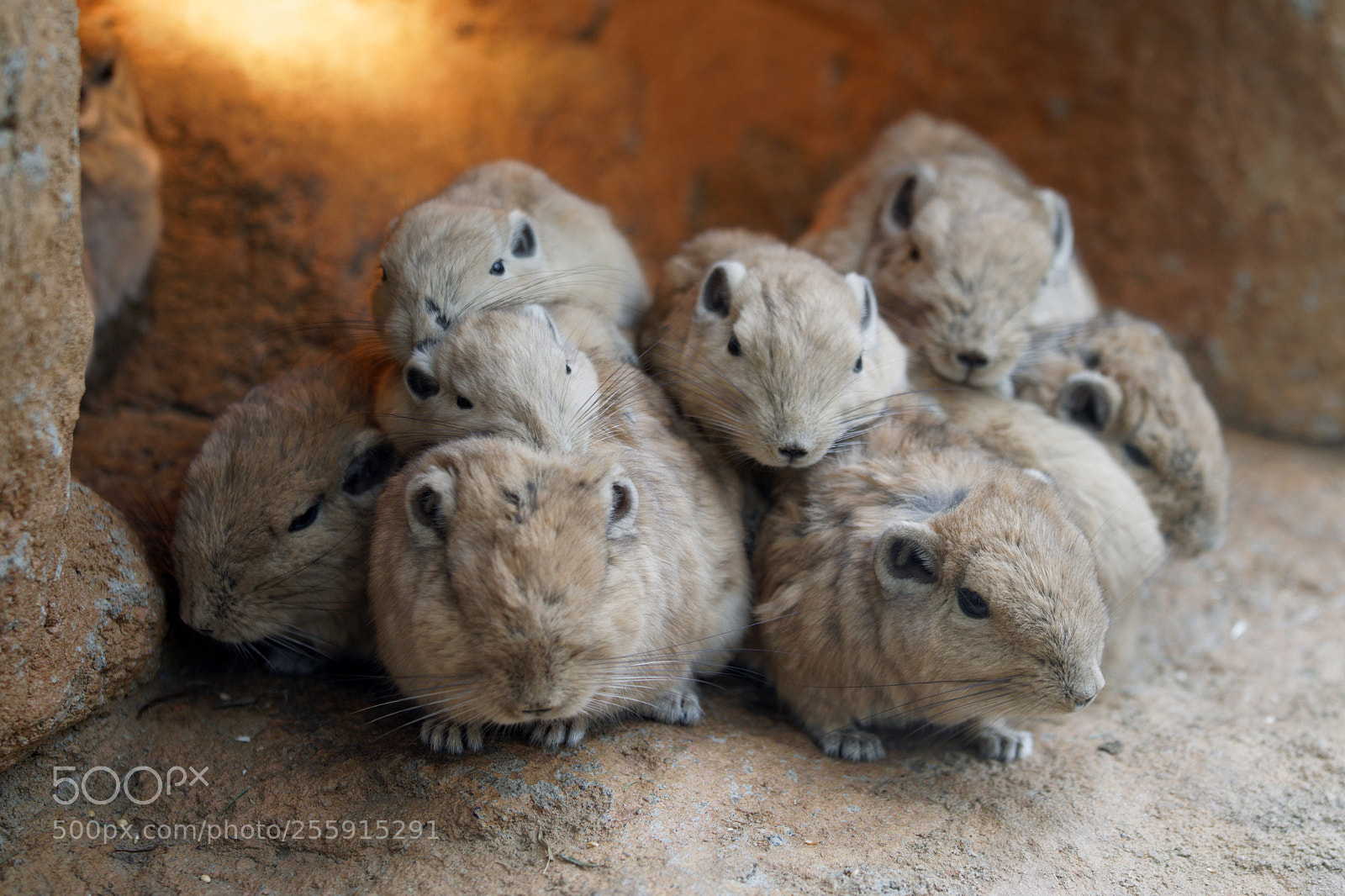 Canon EOS 5D Mark IV sample photo. Group of gundi photography