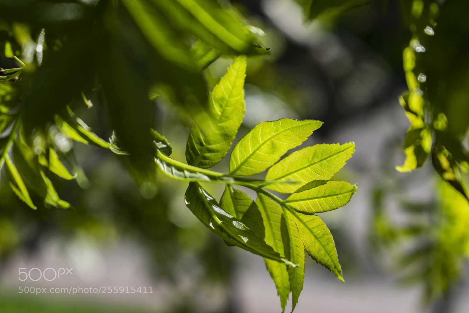 Nikon D3300 sample photo. Green life photography