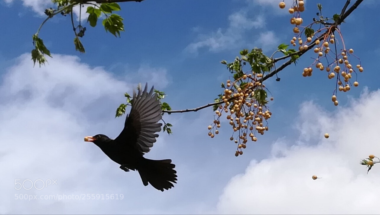 HUAWEI PRA-LX1 sample photo. Untitled photography