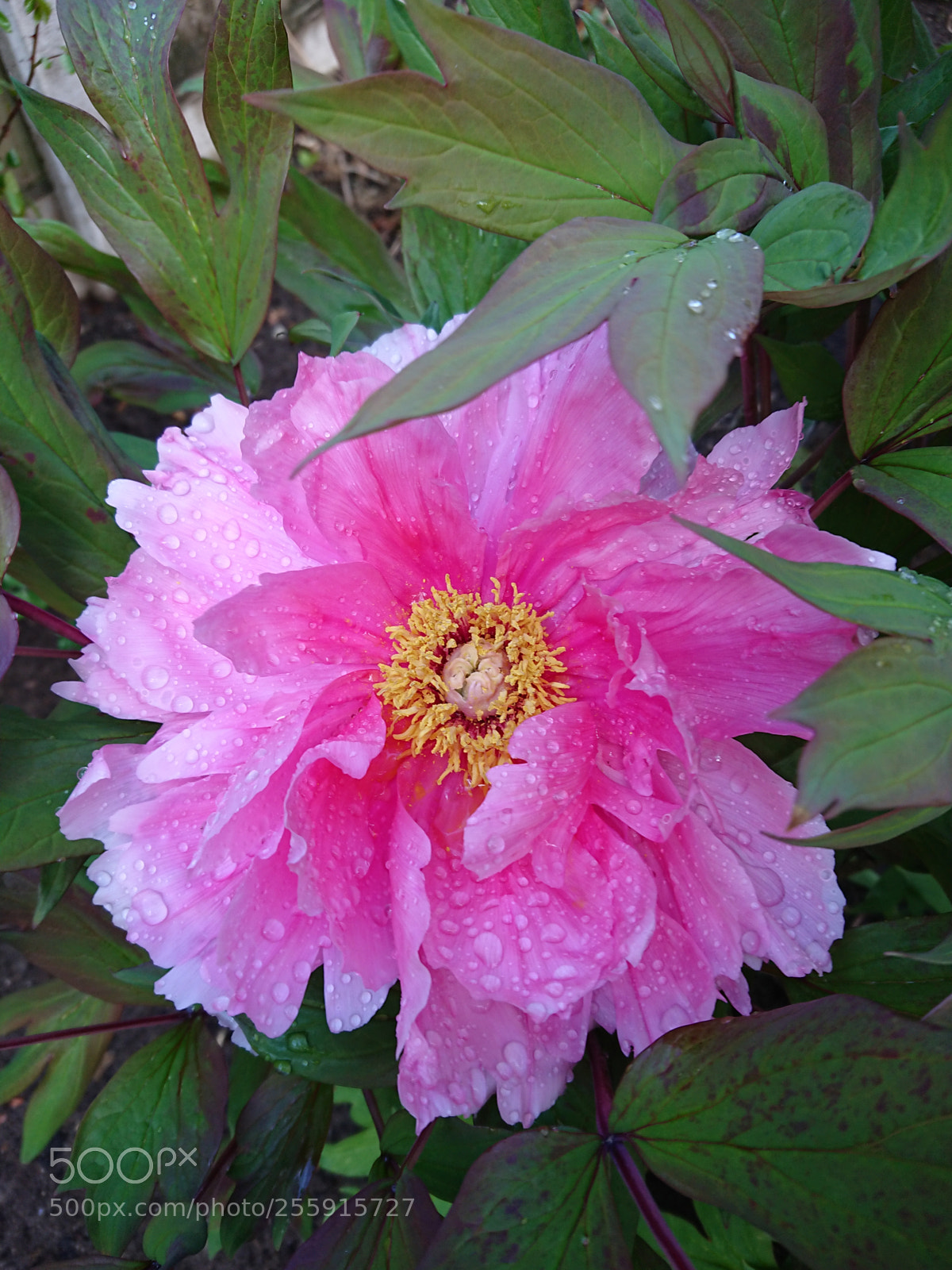 Sony Xperia XZ Premium sample photo. Peony pioenroos photography